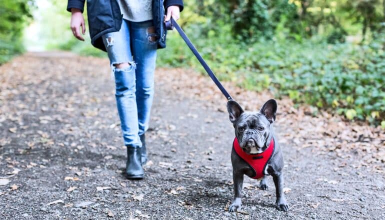 A woman walks her small dog along a forest path.