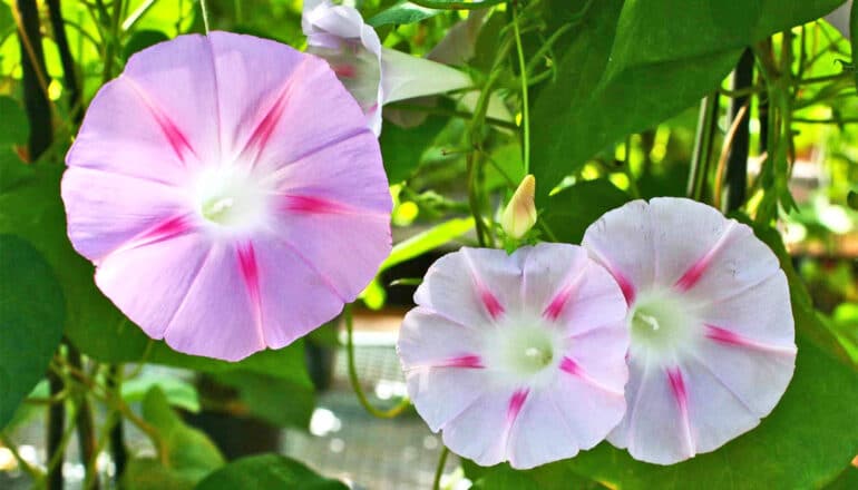 Pink and white flowers with green leaves in the background.