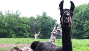 A llama looks at the camera as others walk behind it.