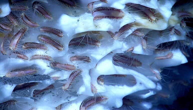 pinkish ice worms in ice-like substance