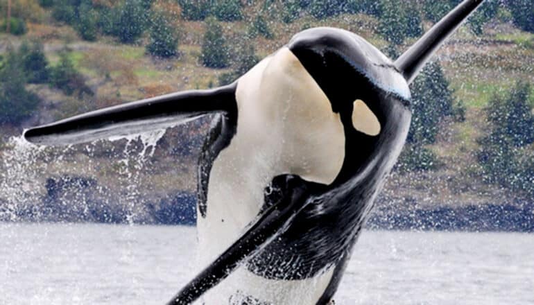 orca leaps out of water