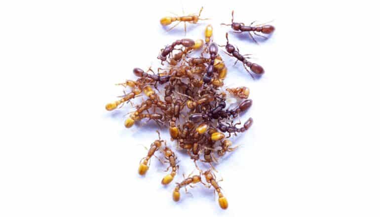 cluster of ants on white surface