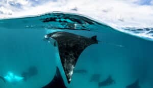 manta ray underwater