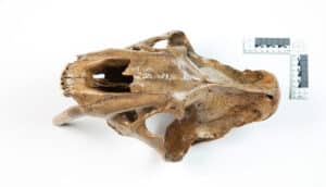 The sabertooth cat skull on a white background.