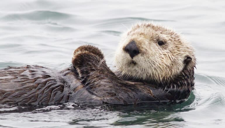 california sea otter floating on its back