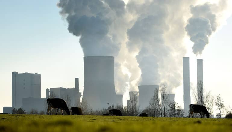 power plant in background; cows and grass in foreground