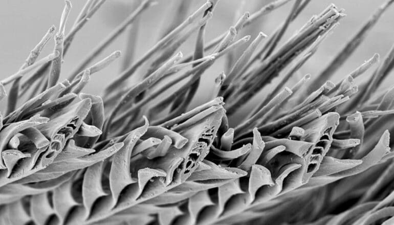 A black and white extreme close-up of a feather showing what look like sharp spikes.