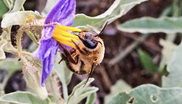 A bee on a purple and yellow flower.