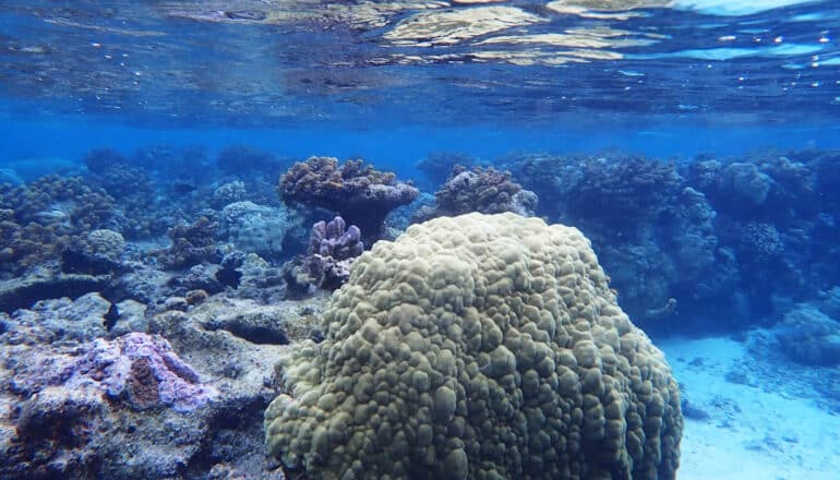 corals underwater