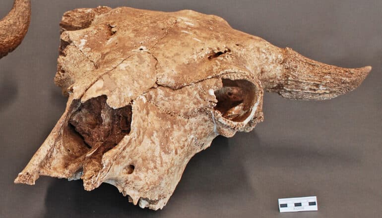 A bison skull on a dark surface.