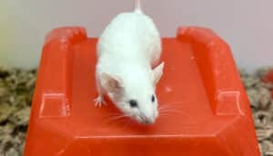 A mouse in an enclosure stands on a plastic platform.