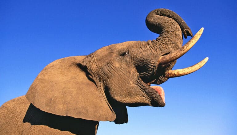 An elephant raises its trunk and opens its mouth.