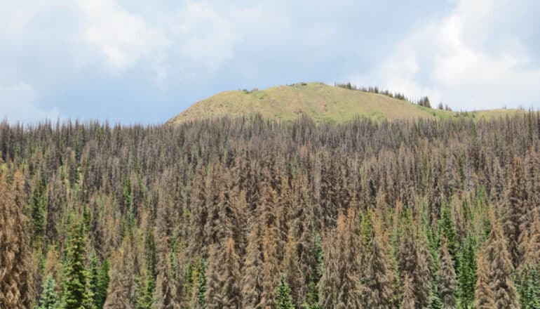 browning trees in front of mountain