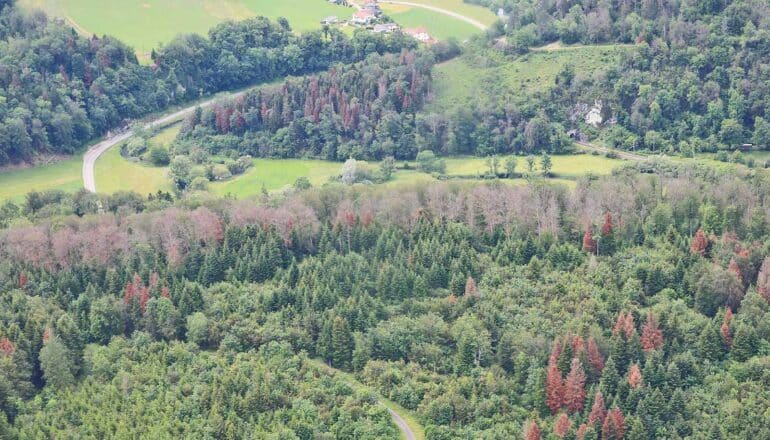 An aerial shot of a forest with a band of dead, brown trees in the center of the image.