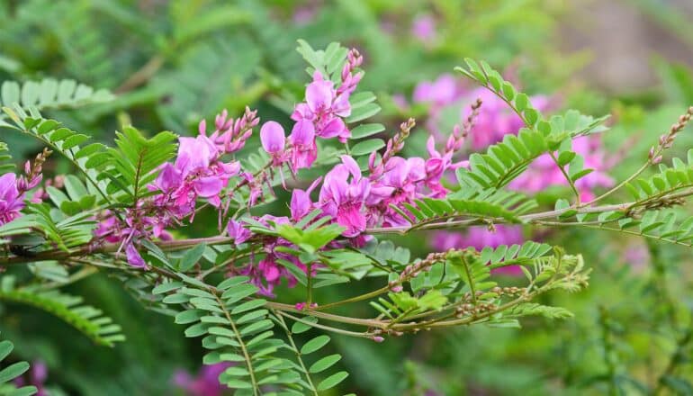 Small purple flowers on an indigo plant with green leaves.