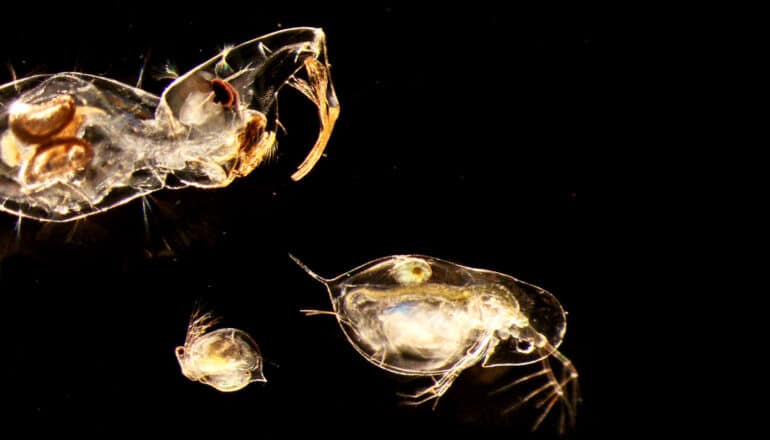 two microscopic creatures, one with "fangs" atop its head