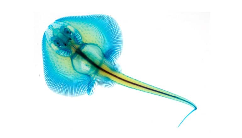 preserved little skate in green and blue shows bones and winged body shape