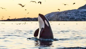 An orca comes out of the water at sunset with birds flying above.