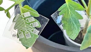 A clear patch with electronics embedded in it sits on a plant's green leaf.