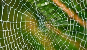 A spider web with dew drops on it.