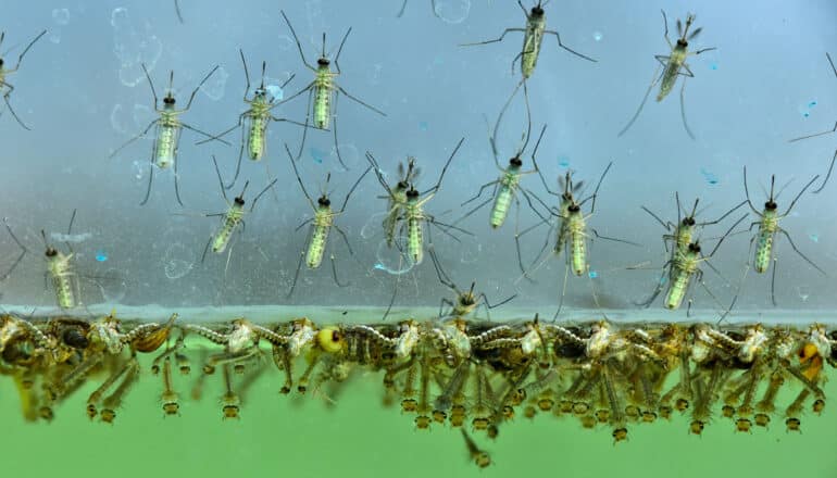 mosquito larvae and adults