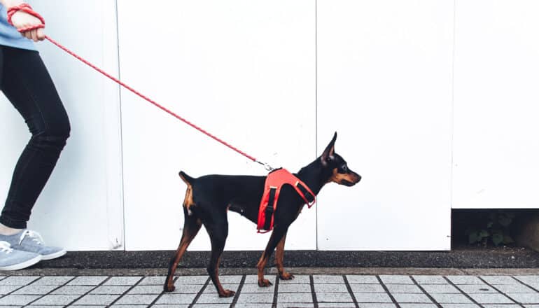 dog strains on harness attached to leash that person has wrapped around their hand