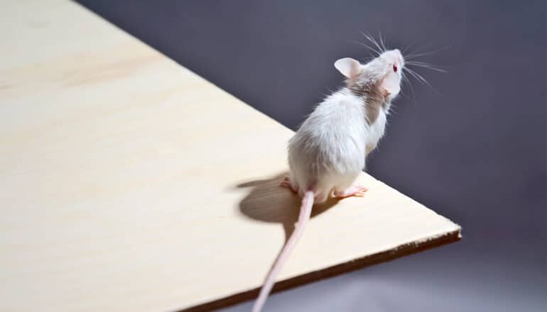 A mouse stands at the edge of a wooden surface and looks into the distance.