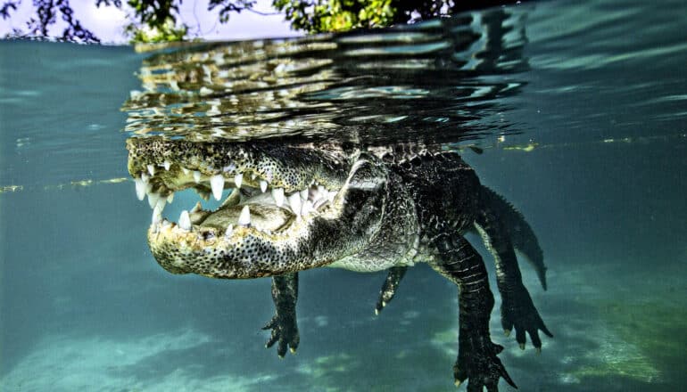 alligator floats just under the surface of the water, jaw agape