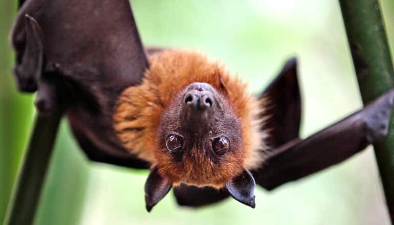 upside down bat looks at camera