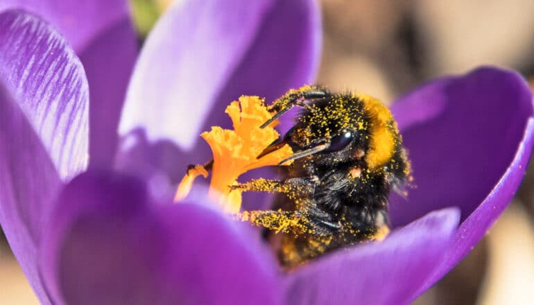 A bumble bee covered in pollen hangs onto part of a purple flower.