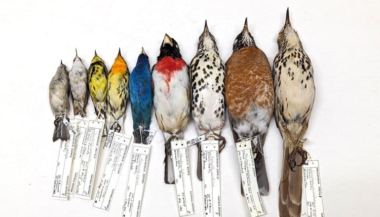 A row of dead birds with tags on their feet laying on a white background.