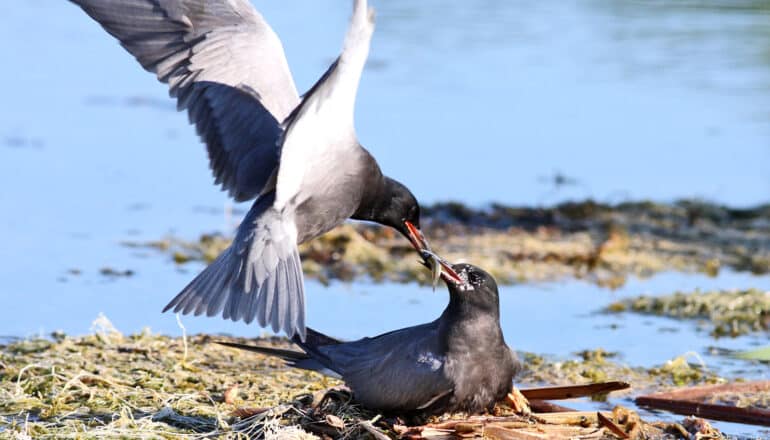 black tern feeds mate on nest