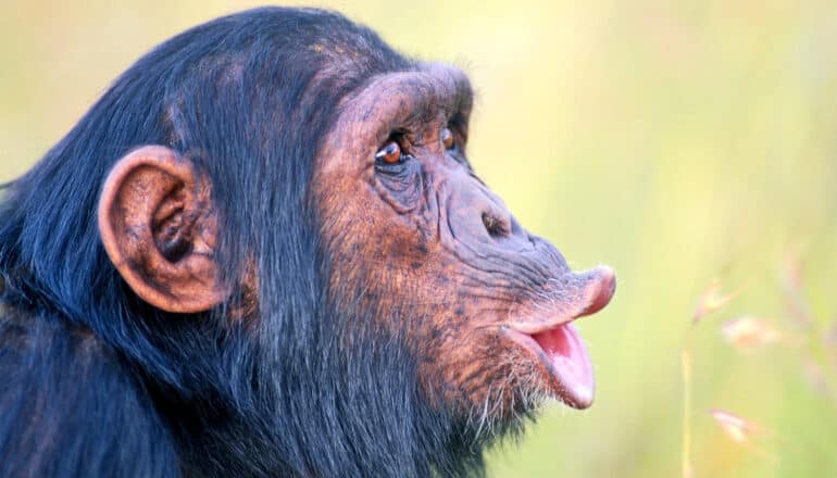 A chimpanzee sticks its lips out as if its speaking.