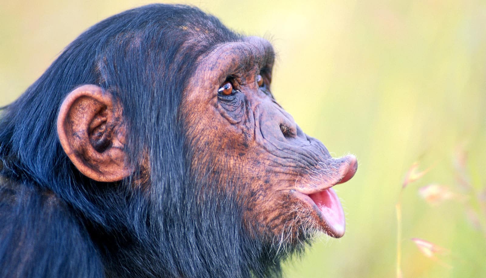 Great Facts Chimps Combine Sounds To Communicate Greater Meaning