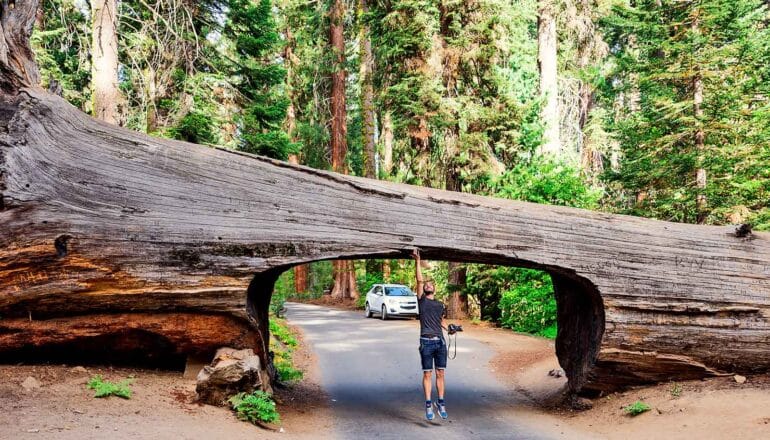 person jumps to touch top of cut-out in fallen tree