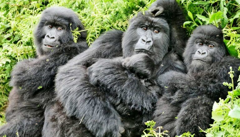 A mother gorilla holding a baby with two young gorillas on either side of her.