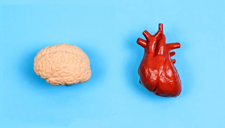 model brain and heart on blue surface