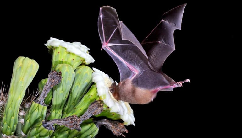 bat with face in cactus flower