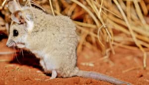 mouse-like marsupial