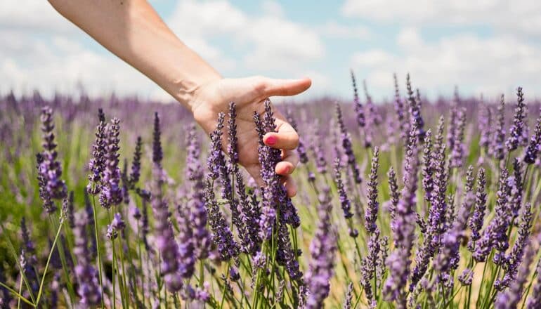 A person touches lavender flowers in a field.