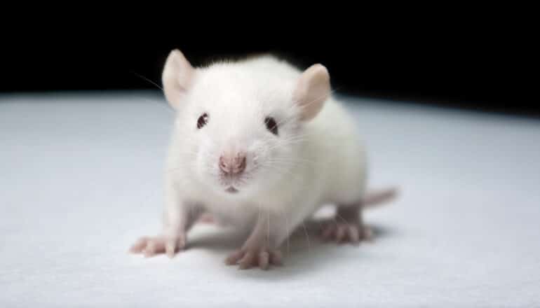 A small white rat on a white surface.