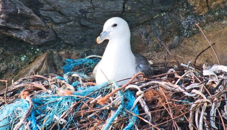 A white bird sits on a nest made of ropes, metal, and trash.