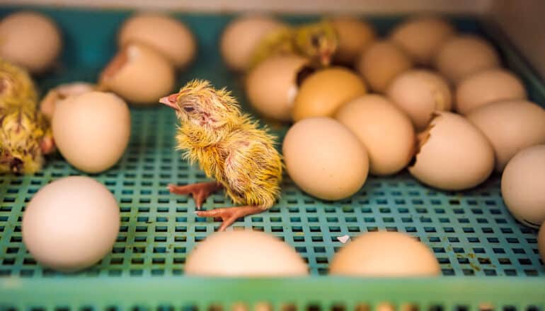 damp chick among eggs in incubator