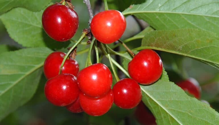 Red cherries on a tree.