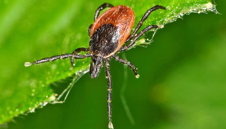 An orange and black tick on a green leaf.