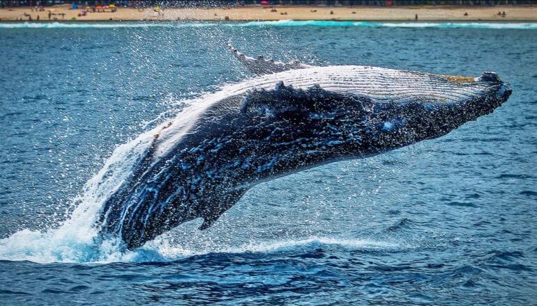 A whale leaps from the water backwards.