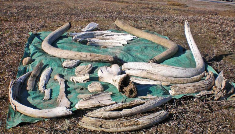 A tarp in a field covered in mammoth tusks, teeth, and bones.