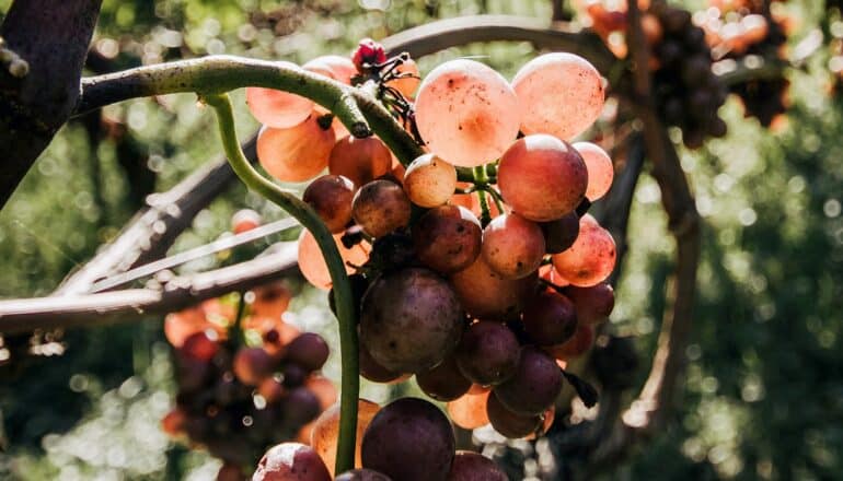 bunch of grapes on vine