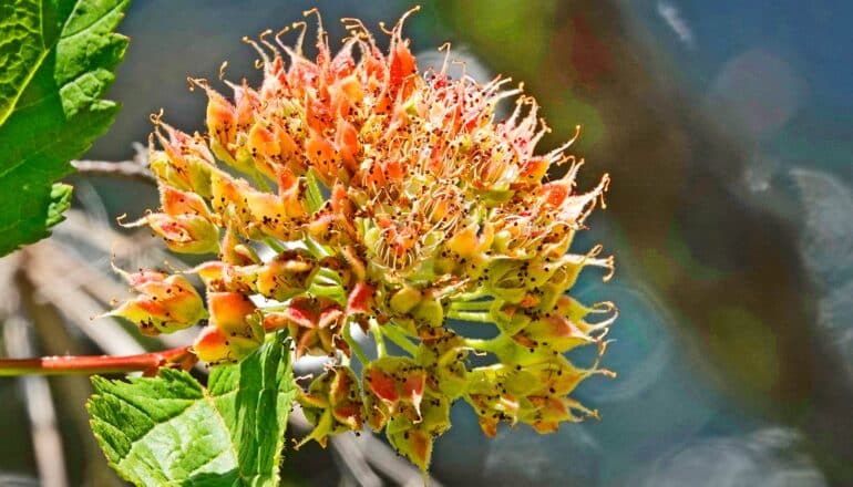 A close up of an orange and yellow Pacific ninebark flower.