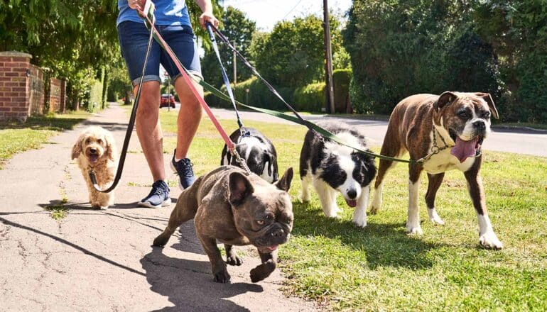 A dog walker walks several different breeds of dog on a suburban street.